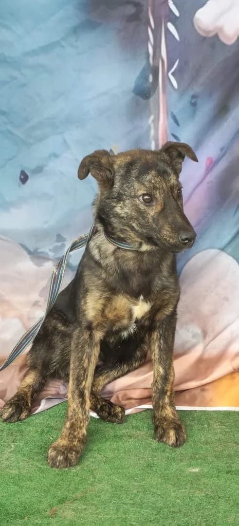 Diesel, Maro male puppy Mixed Breed for adoption at ASPA București — Catalog Câini