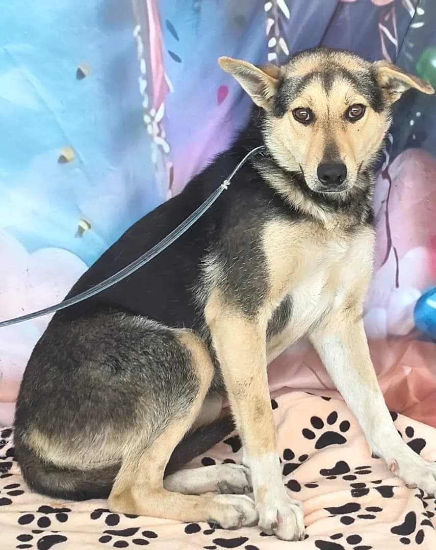 Freya, Negru female young Mixed Breed for adoption at ASPA București — Catalog Câini