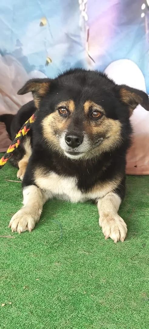 Diego, Negru male 4yo Mixed Breed for adoption at ASPA București — Catalog Câini