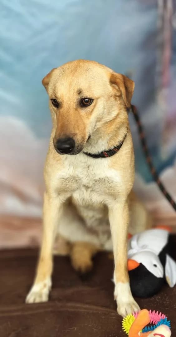 Nala, Bej female young Mixed Breed for adoption at ASPA București — Catalog Câini
