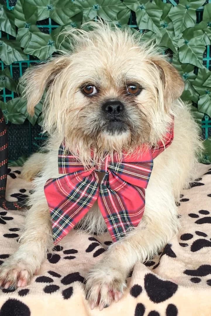 Luna, Alb female young Mixed Breed for adoption at ASPA București — Catalog Câini