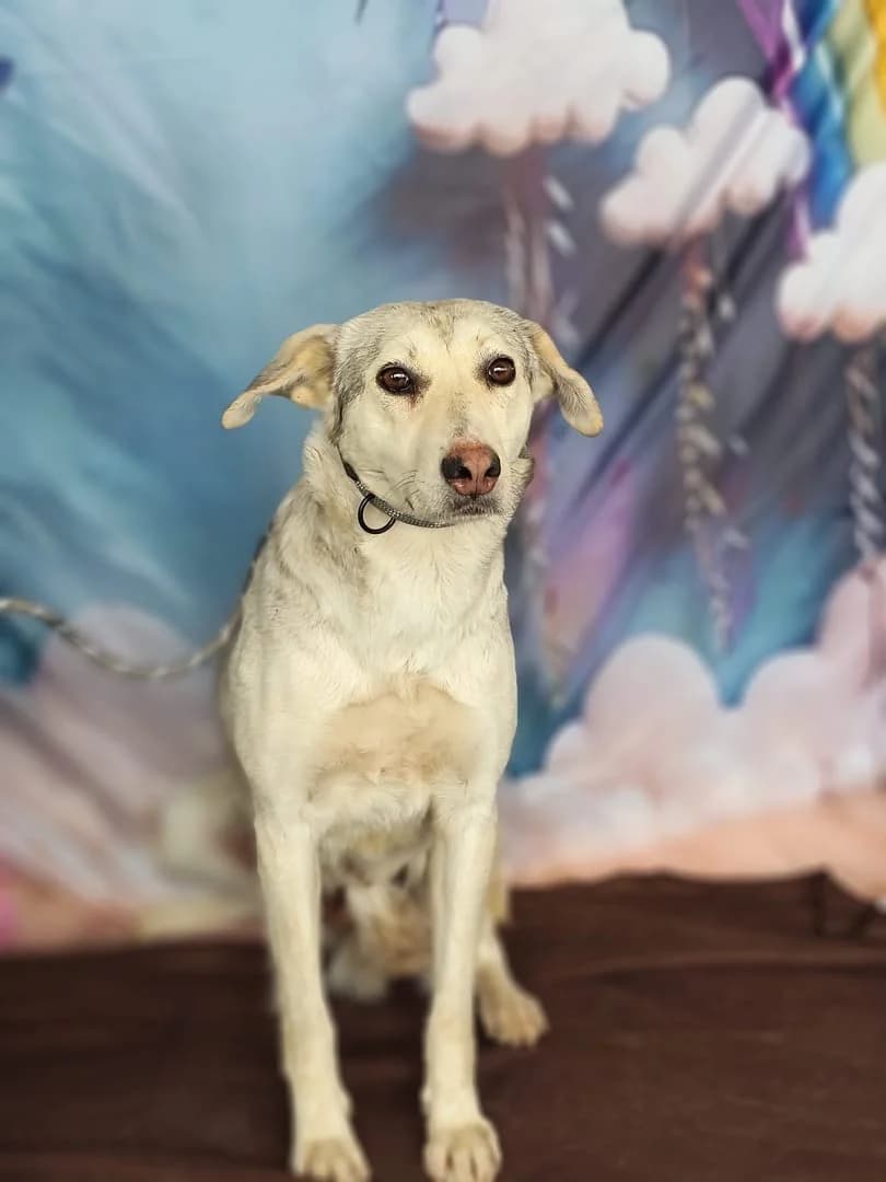 Bianca, Alb female 3yo Mixed Breed for adoption at ASPA București — Catalog Câini