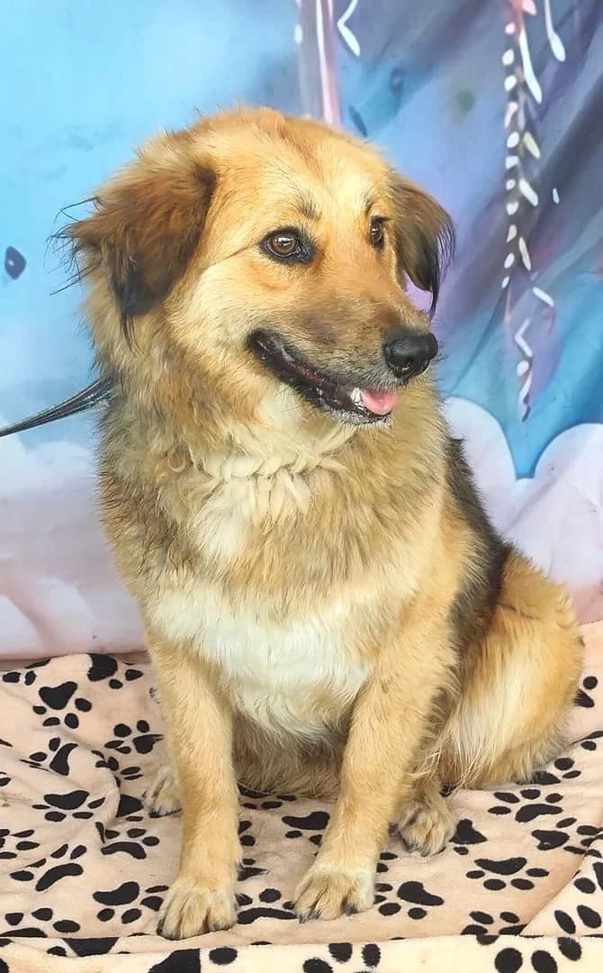 Rosie, Roșcat female young Mixed Breed for adoption at ASPA București — Catalog Câini