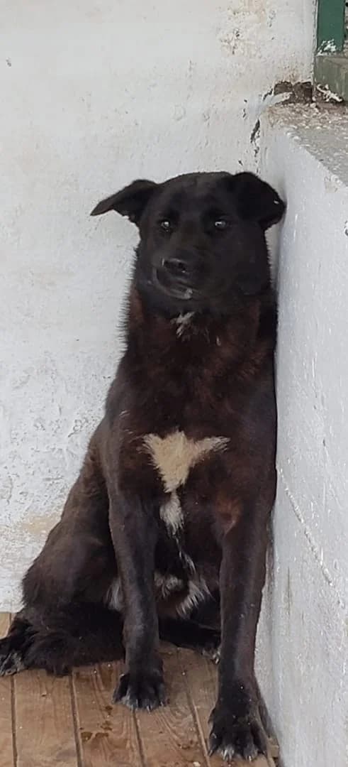 Spike, Negru male young Mixed Breed for adoption at ASPA București — Catalog Câini