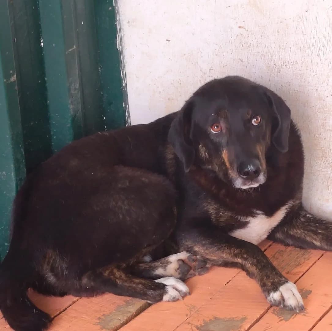 Ranger, Negru male young Mixed Breed for adoption at ASPA București — Catalog Câini