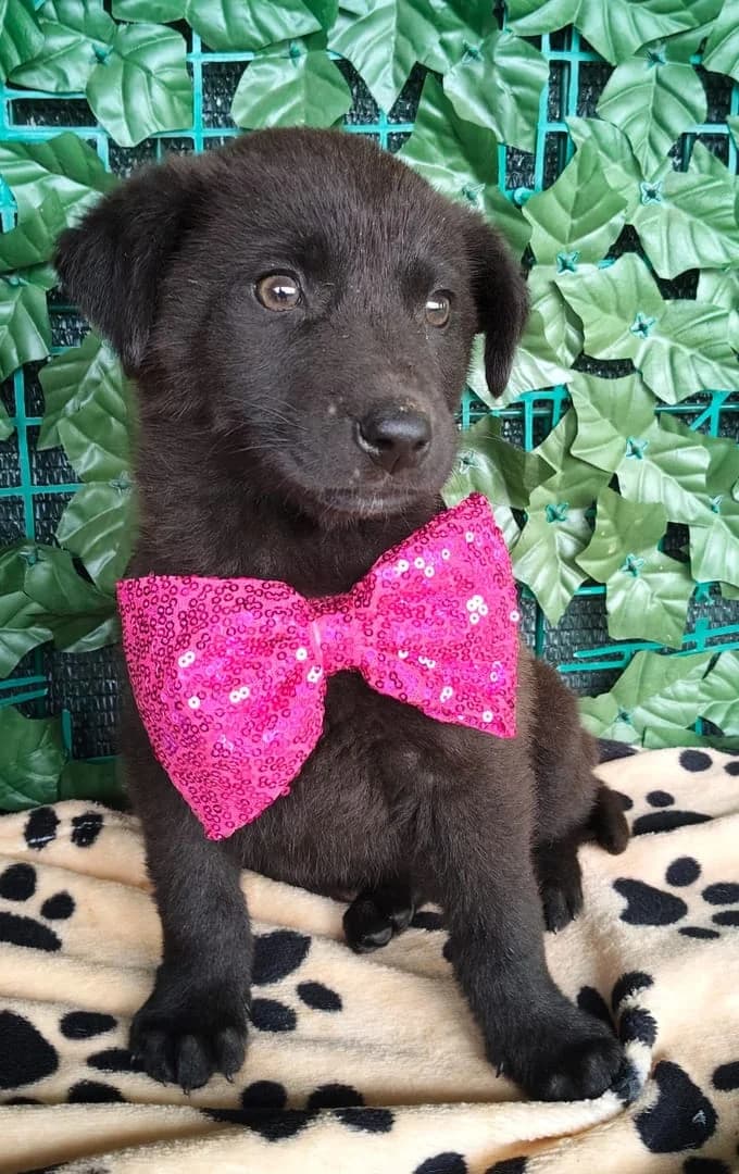 Freya, Negru female puppy Mixed Breed for adoption at ASPA București — Catalog Câini