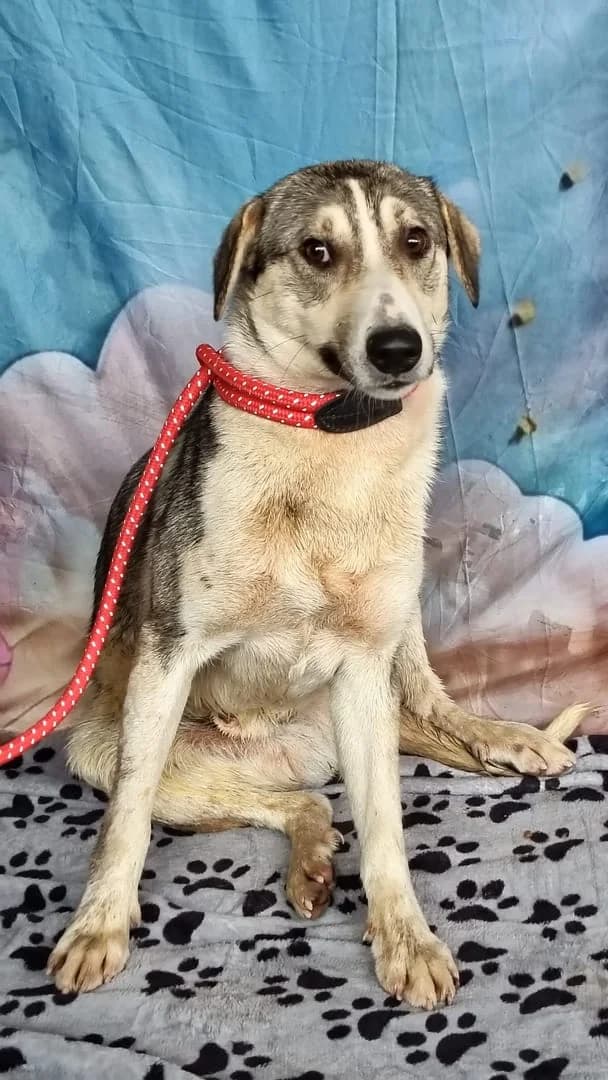 Câine, Gri male young Mixed Breed for adoption at ASPA București — Catalog Câini