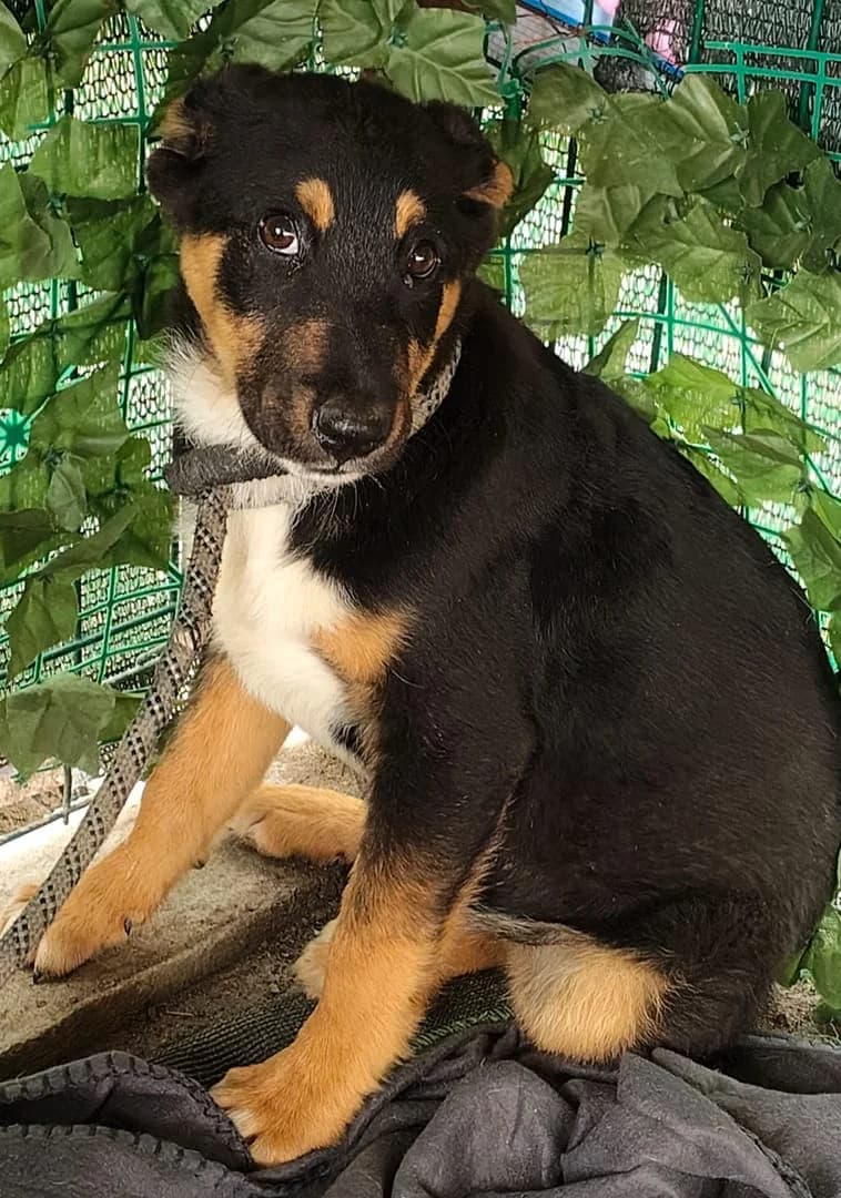 Jack, Negru male puppy Mixed Breed for adoption at ASPA București — Catalog Câini