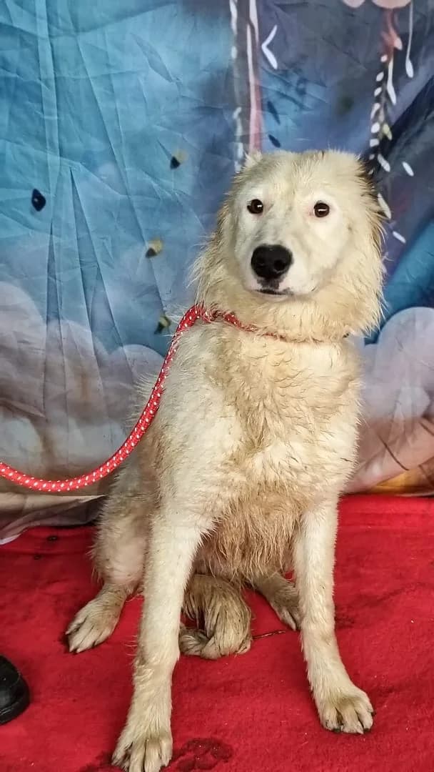 Vera, Alb female 6yo Mixed Breed for adoption at ASPA București — Catalog Câini