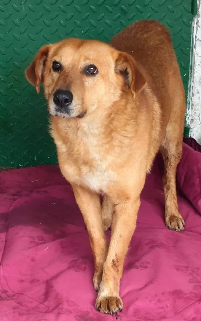 Aurora, Roșcat male young Mixed Breed for adoption at ASPA București — Catalog Câini