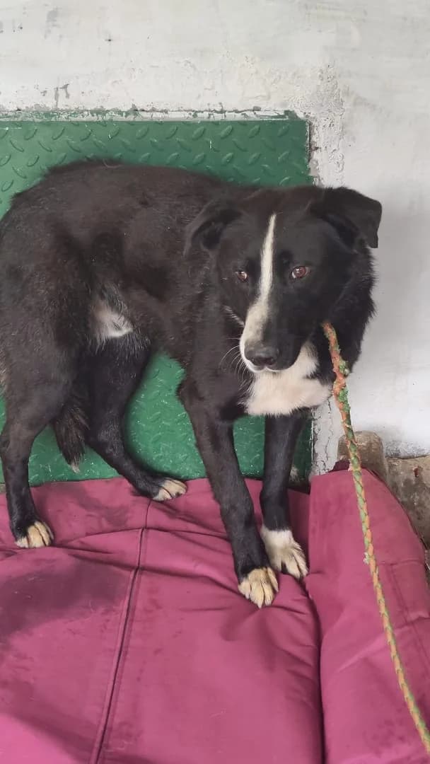 Yuki, Negru male young Mixed Breed for adoption at ASPA București — Catalog Câini