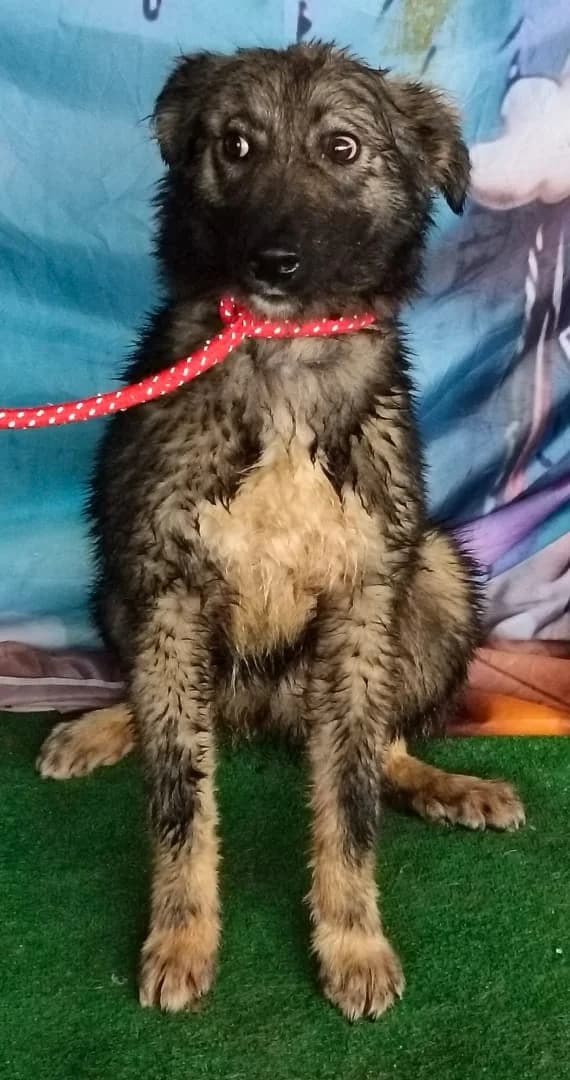 Iris, Negru female young Mixed Breed for adoption at ASPA București — Catalog Câini
