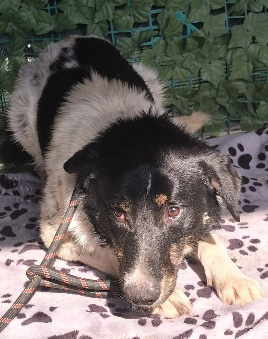 Gunner, Alb male young Mixed Breed for adoption at ASPA București — Catalog Câini