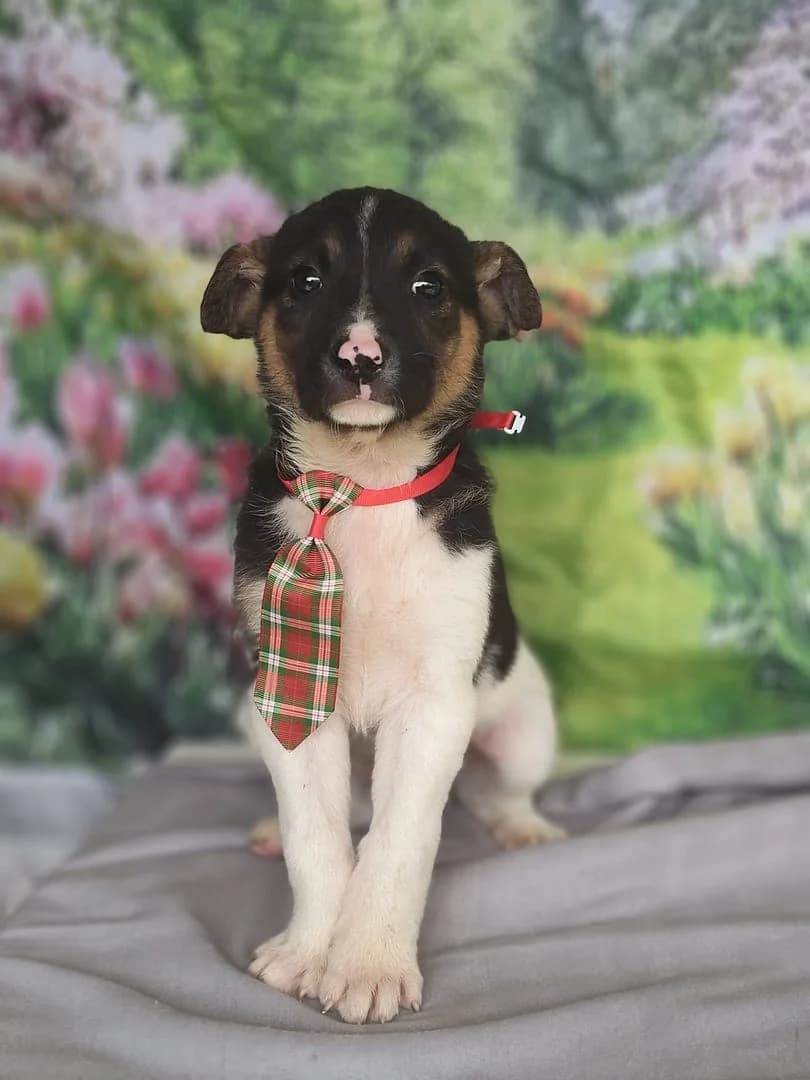 Archie, Negru male puppy Mixed Breed for adoption at ASPA București — Catalog Câini