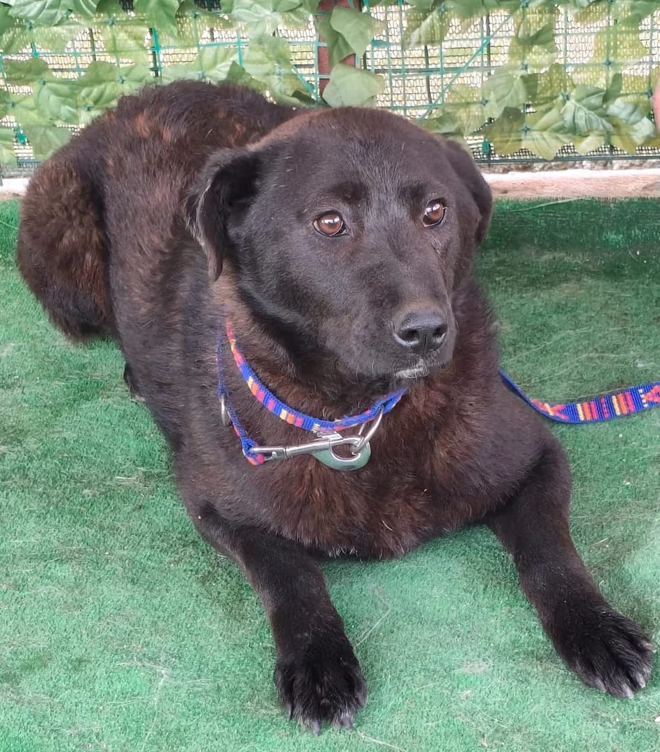 Nora, Negru female young Mixed Breed for adoption at ASPA București — Catalog Câini