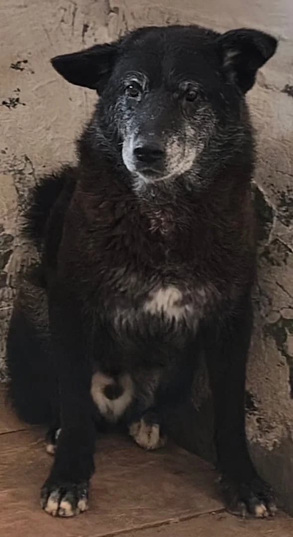 Otis, Negru male young Mixed Breed for adoption at ASPA București — Catalog Câini