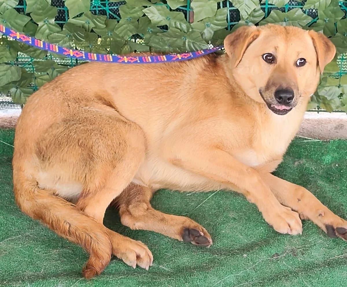Mia, Roșcat female young Mixed Breed for adoption at ASPA București — Catalog Câini