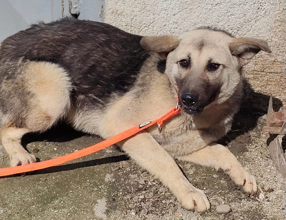 Maya, Negru female young Mixed Breed for adoption at ASPA București — Catalog Câini