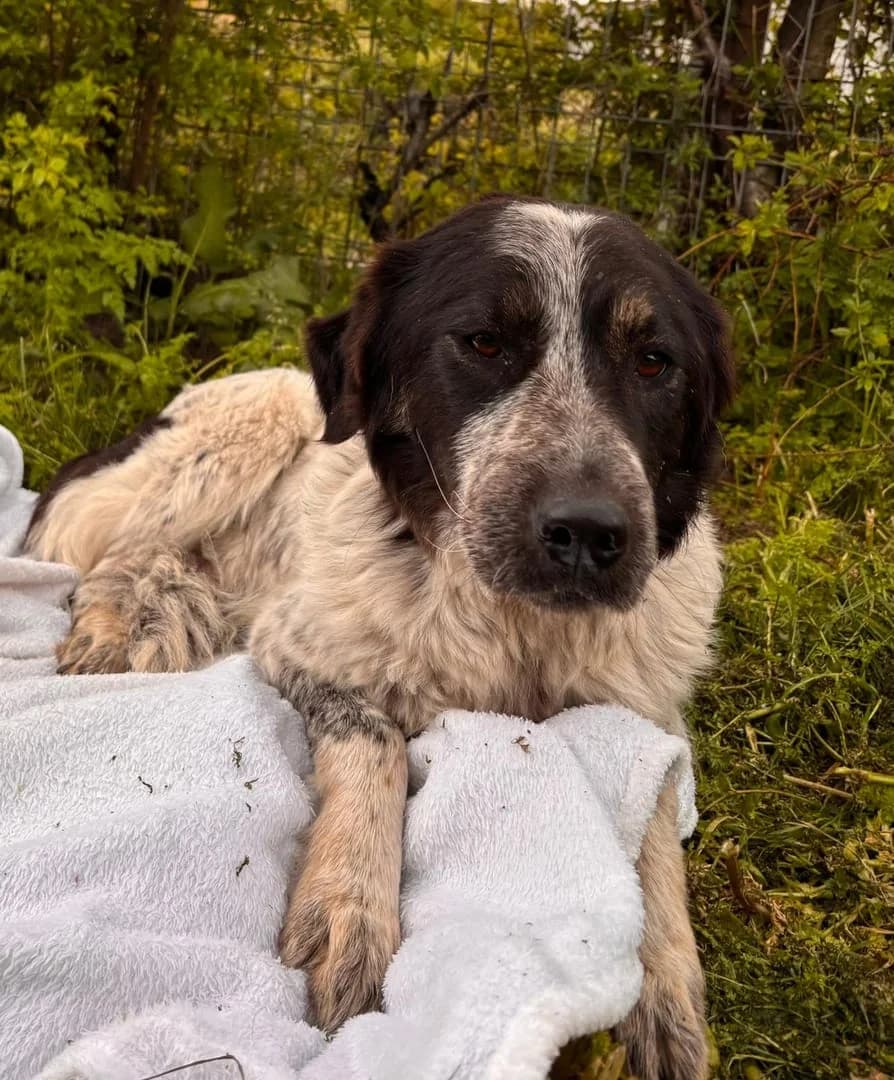 Coco, Alb female young Mixed Breed for adoption at ASPA București — Catalog Câini