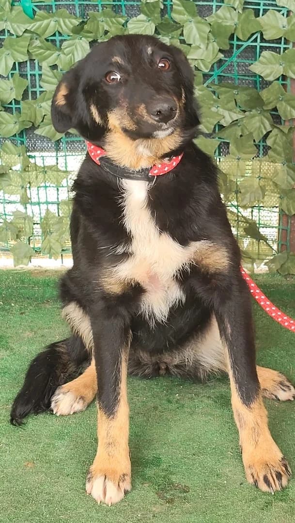 Lilly, Negru female puppy Mixed Breed for adoption at ASPA București — Catalog Câini