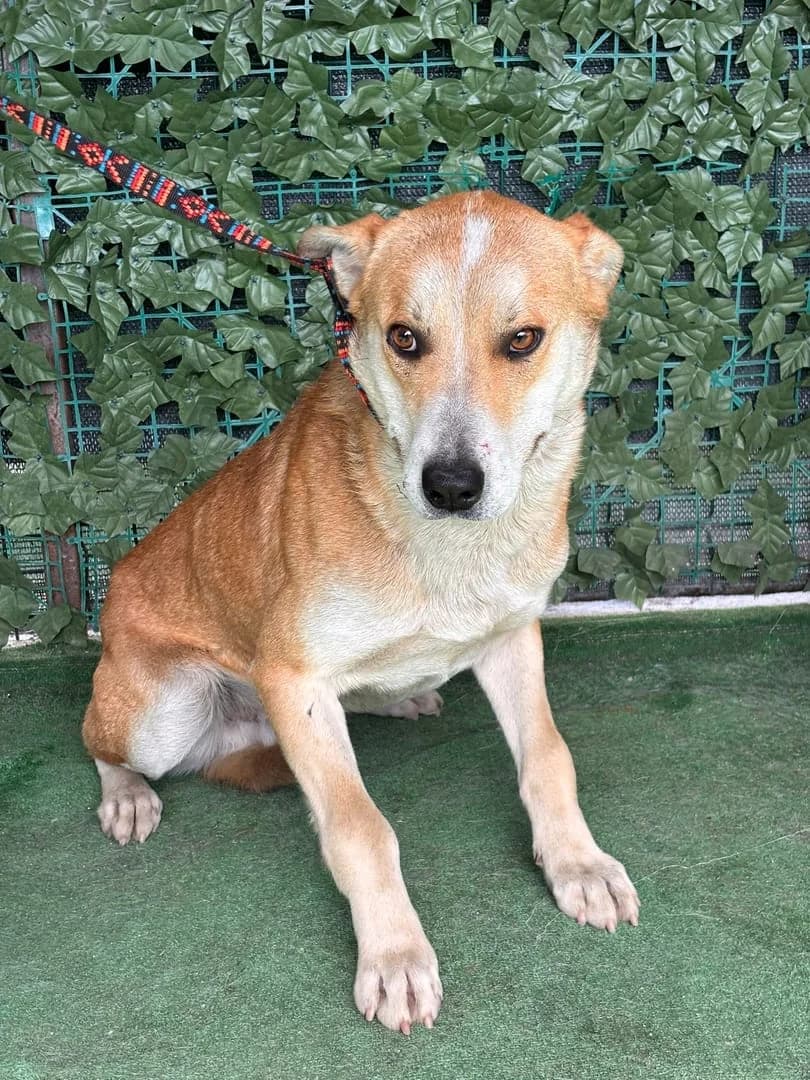 Scout, Roșcat male young Mixed Breed for adoption at ASPA București — Catalog Câini