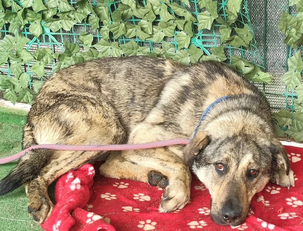 Diego, Gri male 5yo Mixed Breed for adoption at ASPA București — Catalog Câini