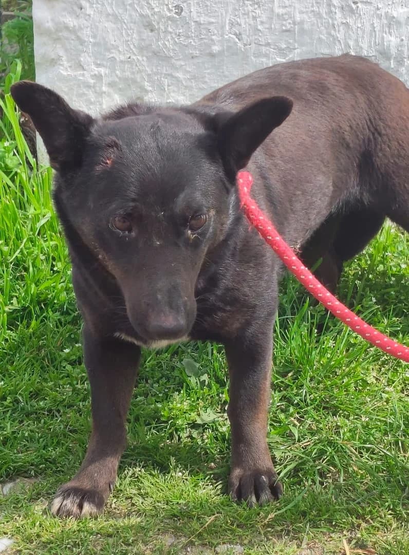 Ellie, Negru female young Mixed Breed for adoption at ASPA București — Catalog Câini
