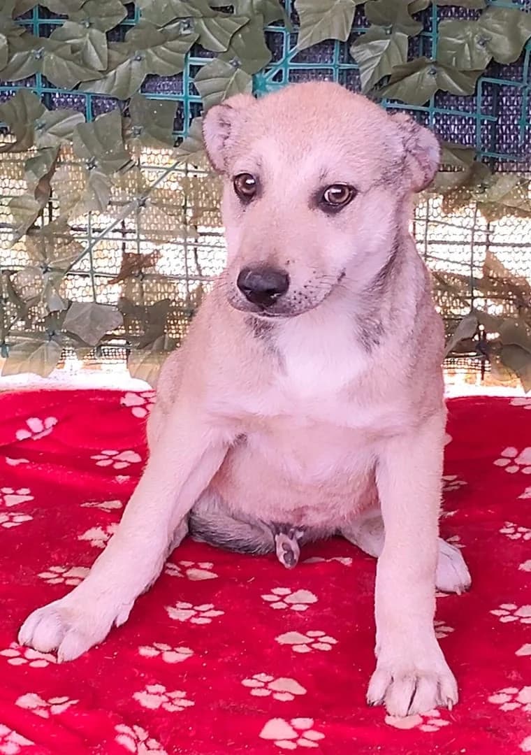 Thor, Bej male puppy Mixed Breed for adoption at ASPA București — Catalog Câini