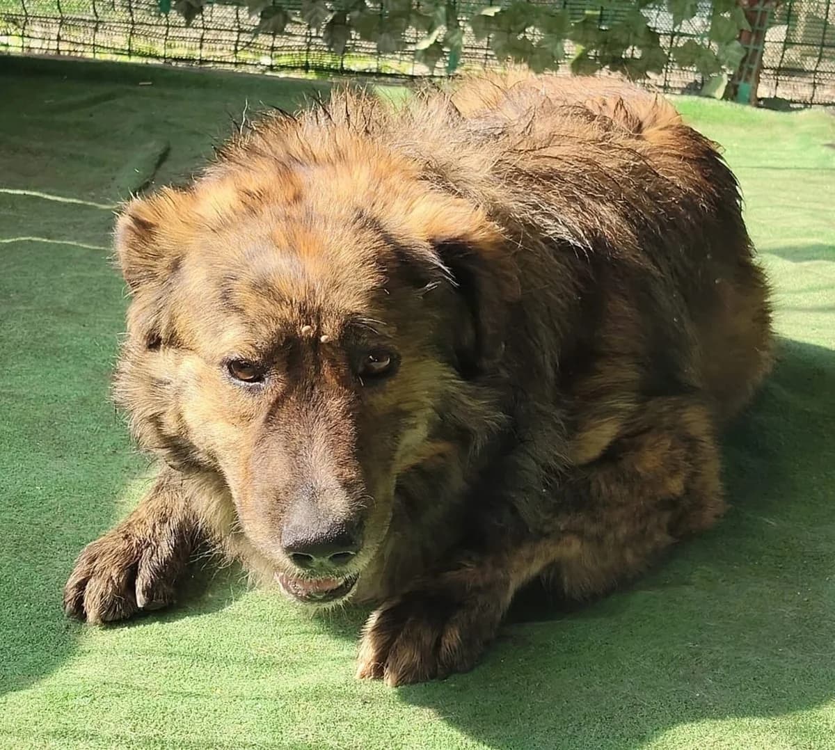 Phoenix, Maro male young Mixed Breed for adoption at ASPA București — Catalog Câini