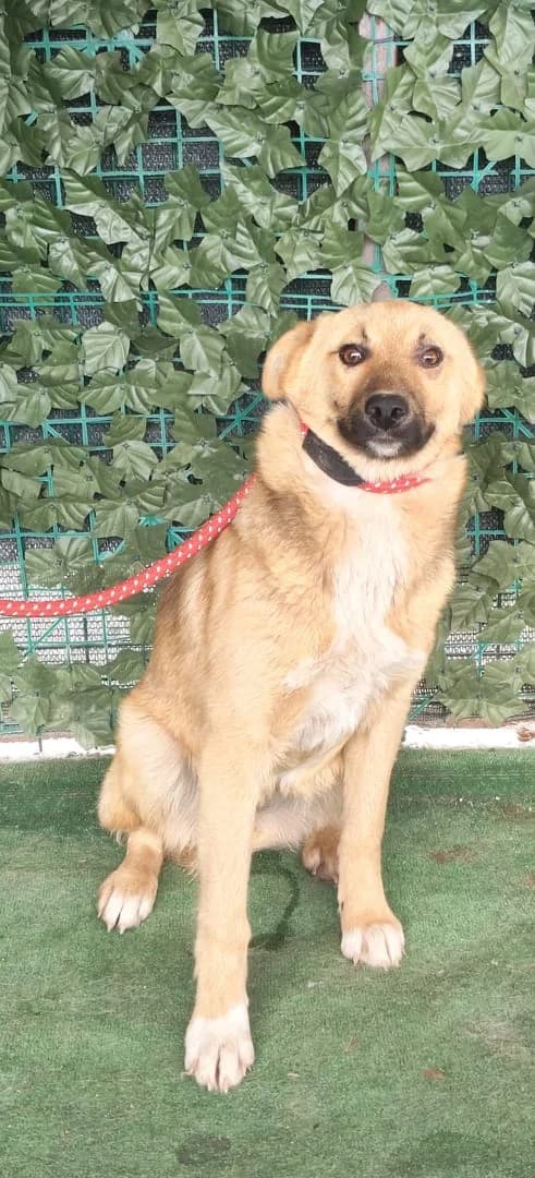 Bella, Maro female puppy Mixed Breed for adoption at ASPA București — Catalog Câini