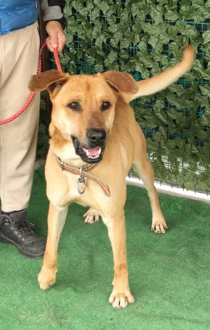 Diego, Roșcat male young Mixed Breed for adoption at ASPA București — Catalog Câini
