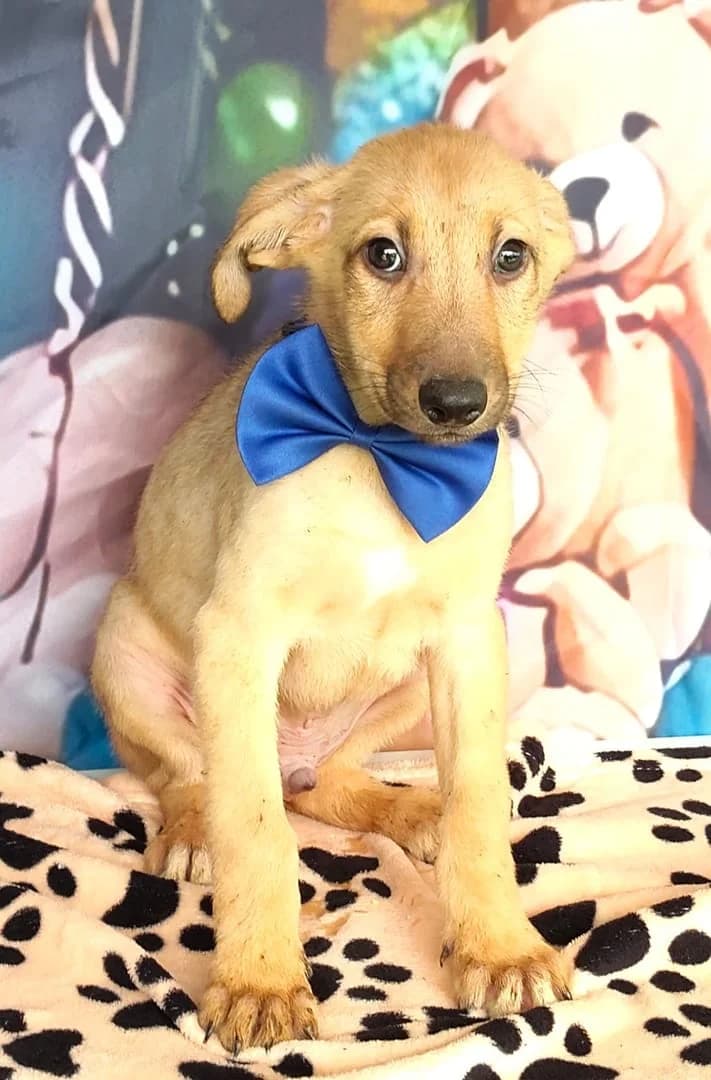 Opal, Bej male puppy Mixed Breed for adoption at ASPA București — Catalog Câini