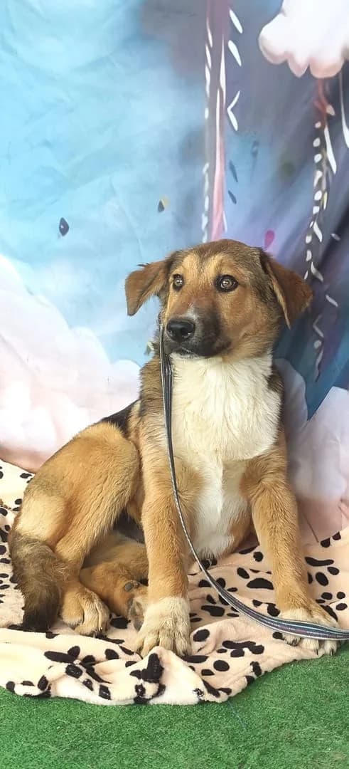 Piper, Roșcat male puppy Mixed Breed for adoption at ASPA București — Catalog Câini