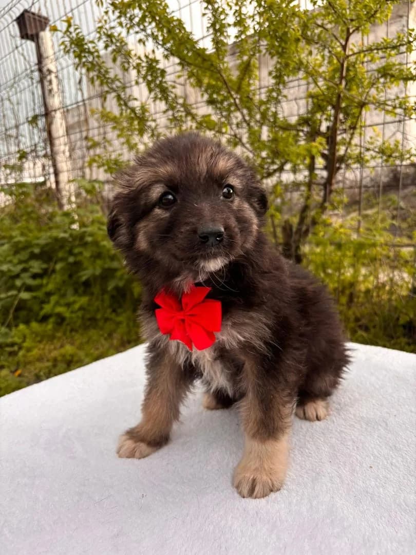 Uma, Negru female puppy Mixed Breed for adoption at ASPA București — Catalog Câini