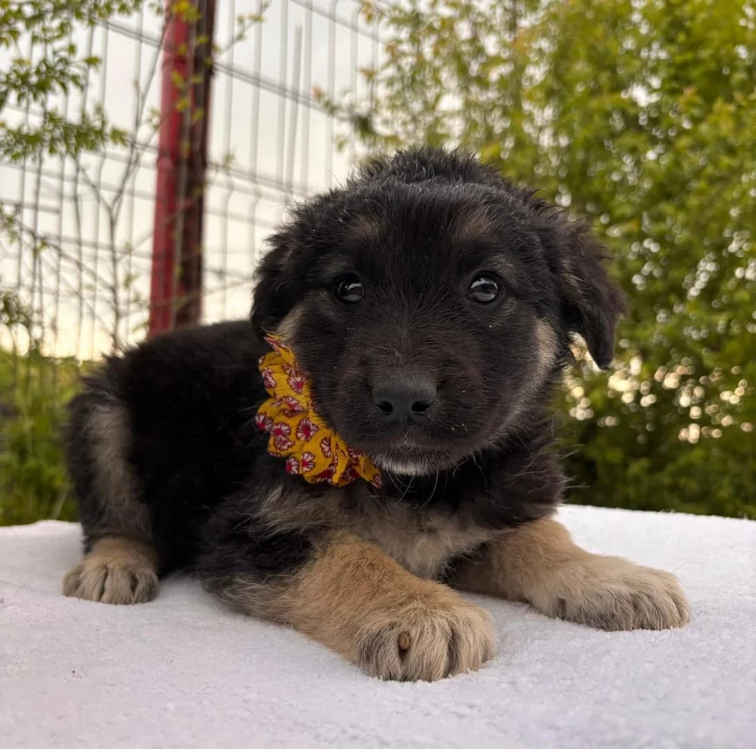 Lola, Negru female puppy Mixed Breed for adoption at ASPA București — Catalog Câini