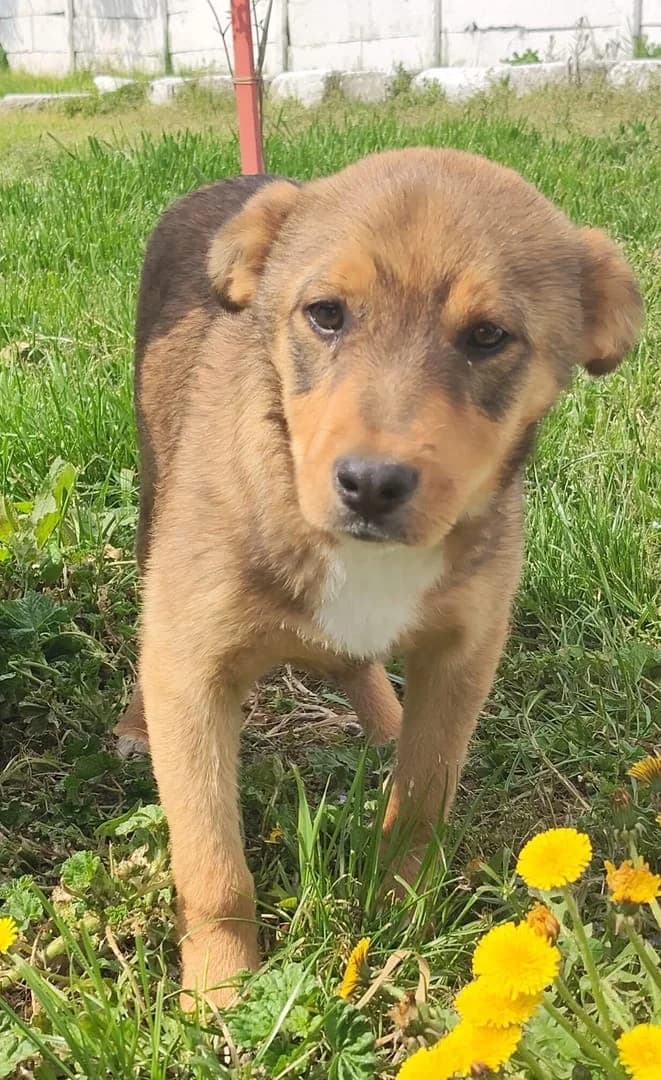 Gunner, Maro male puppy Mixed Breed for adoption at ASPA București — Catalog Câini