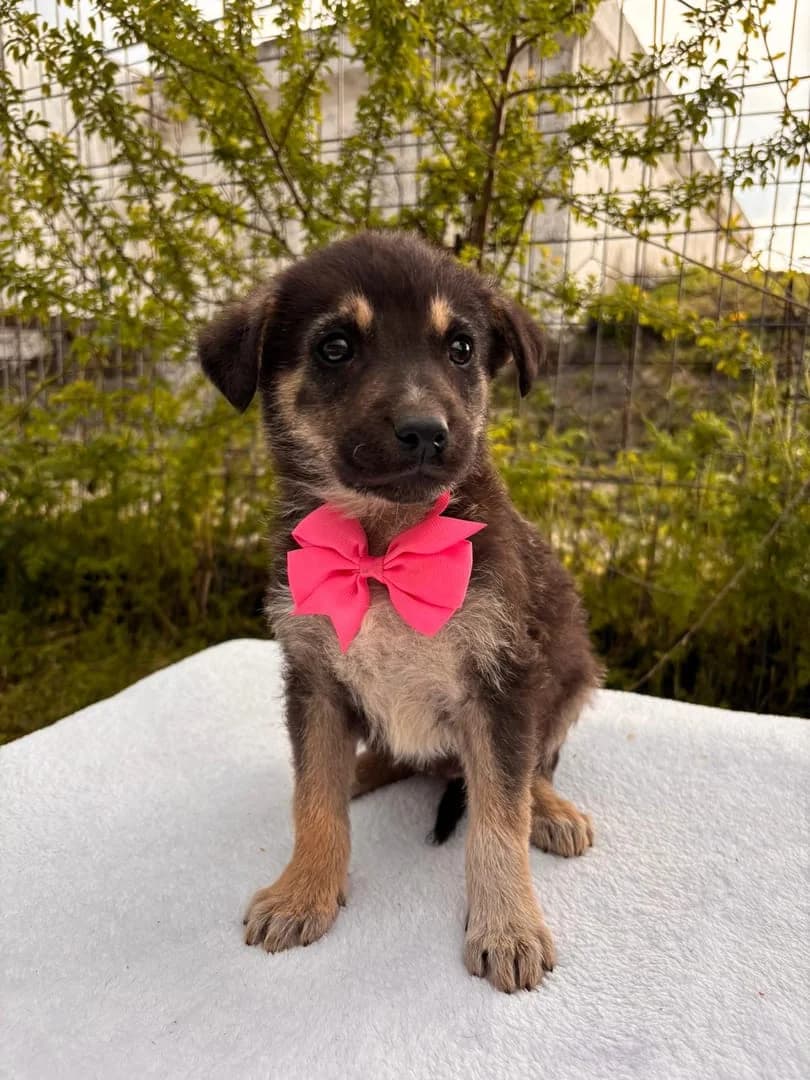 Mia, Negru female puppy Mixed Breed for adoption at ASPA București — Catalog Câini