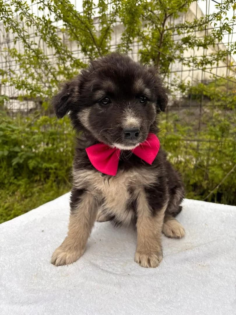 Bella, Negru female puppy Mixed Breed for adoption at ASPA București — Catalog Câini