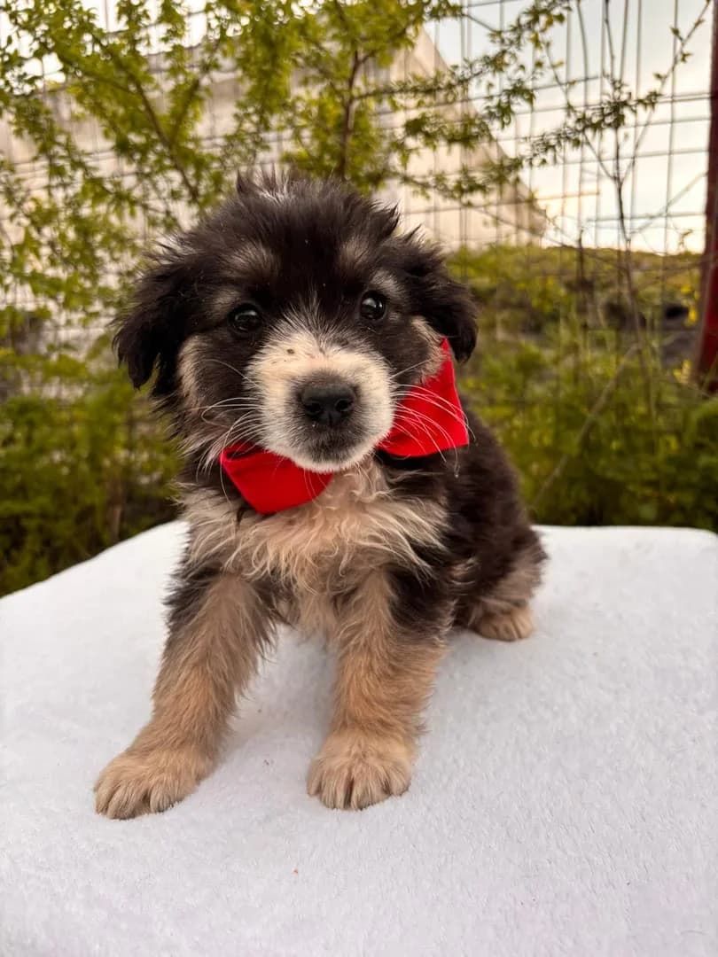 Nova, Negru female puppy Mixed Breed for adoption at ASPA București — Catalog Câini