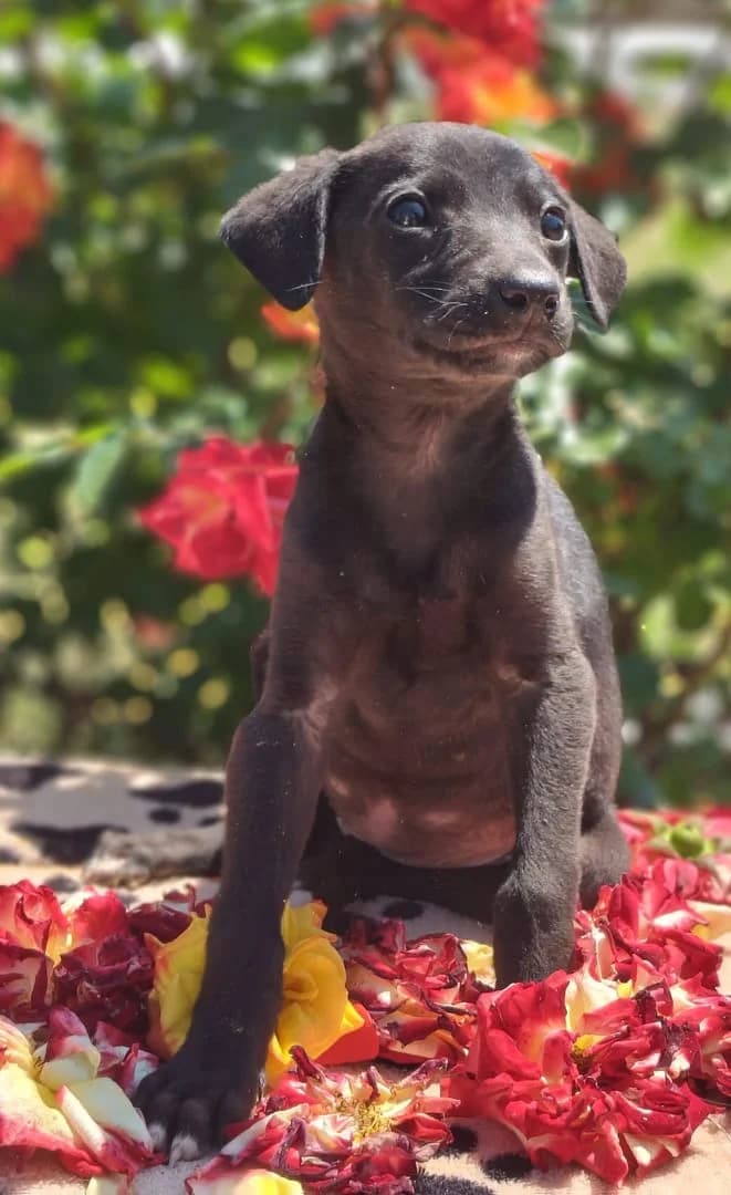Rosie, Negru female puppy Mixed Breed for adoption at ASPA București — Catalog Câini