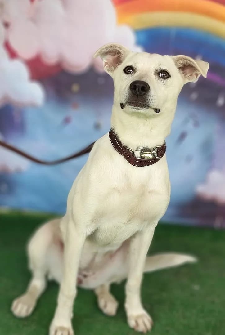 Aria, Alb female young Mixed Breed for adoption at ASPA București — Catalog Câini