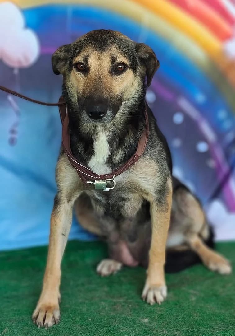 Molly, Bej female young Mixed Breed for adoption at ASPA București — Catalog Câini