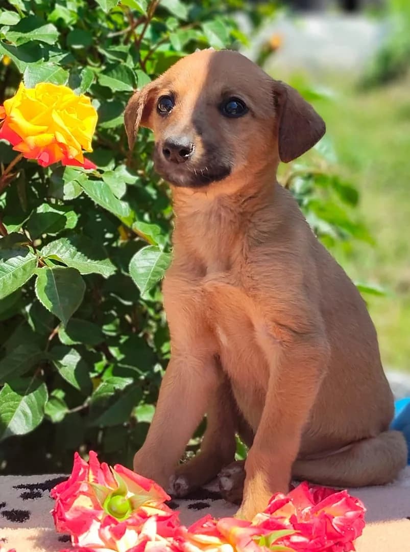 Diva, Roșcat female puppy Mixed Breed for adoption at ASPA București — Catalog Câini