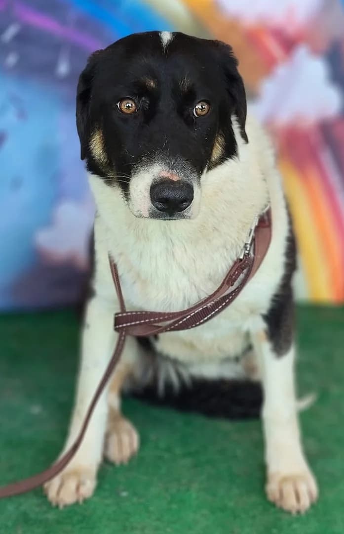 Nova, Negru female young Mixed Breed for adoption at ASPA București — Catalog Câini