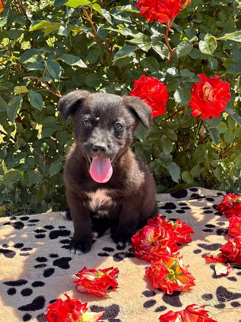 Jasper, Negru male puppy Mixed Breed for adoption at ASPA București — Catalog Câini