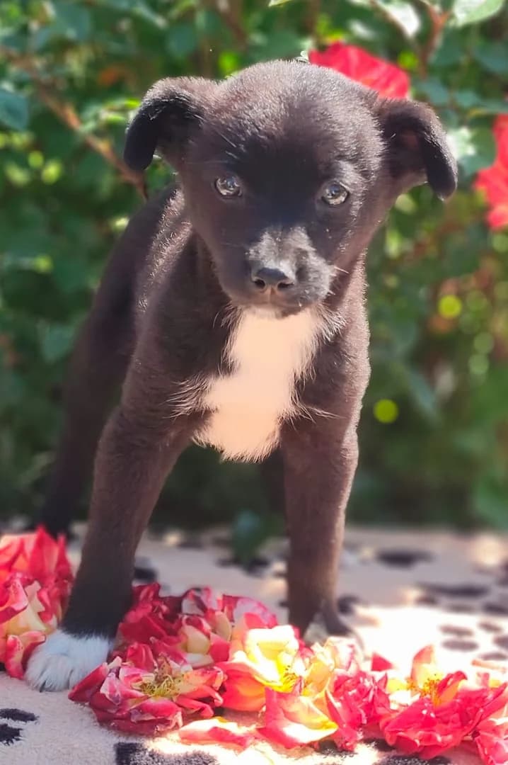 Lola, Negru female puppy Mixed Breed for adoption at ASPA București — Catalog Câini