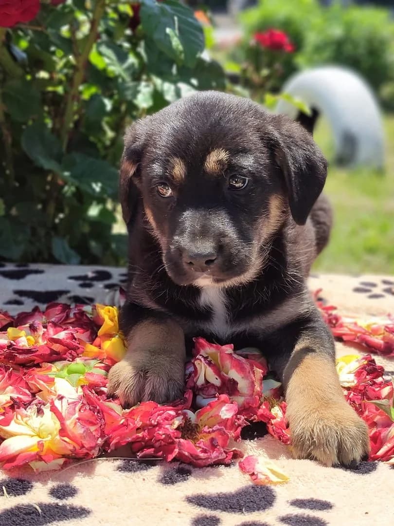 Gus, Negru male puppy Mixed Breed for adoption at ASPA București — Catalog Câini