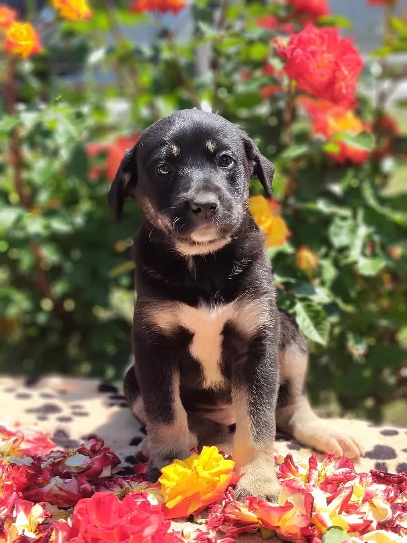 Grace, Negru female puppy Mixed Breed for adoption at ASPA București — Catalog Câini