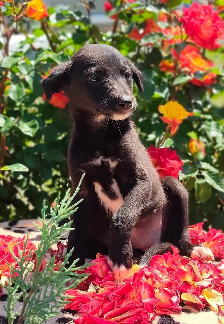 Bella, Negru female puppy Mixed Breed for adoption at ASPA București — Catalog Câini