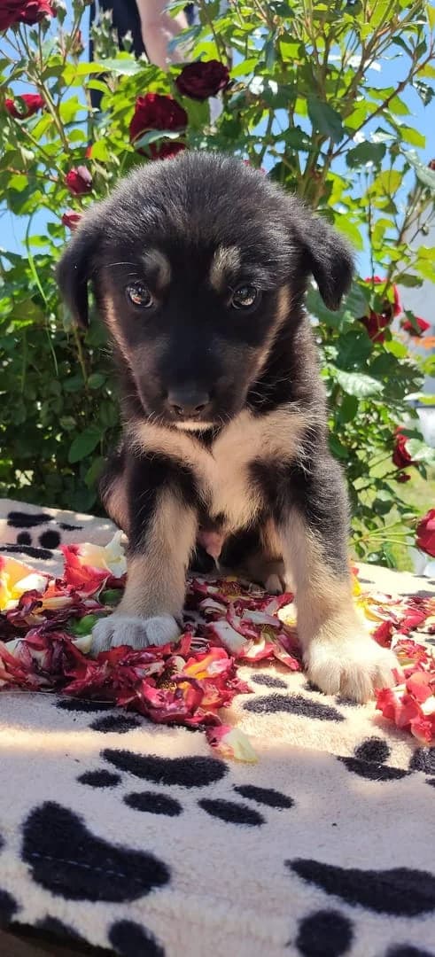 Archie, Negru male puppy Mixed Breed for adoption at ASPA București — Catalog Câini